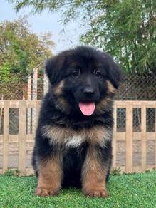 German Shepherd