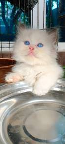 Kucing ragdoll kitten cat ragdoll