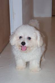 J0711 Bichon Small White Fluffy Cute Puppy