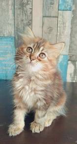 munchkin kitten non standard for sale 