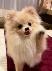Enchanting Pomeranian cute face puppy Puppy