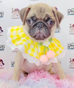 Pug