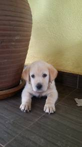 Quality Champion BigBone n Head labrador Retriever