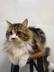 Kucing