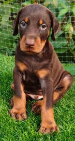 H89 DOBERMAN PUPPIES 🐻 杜賓犬 Male Female