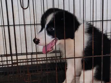 Selling Border collie