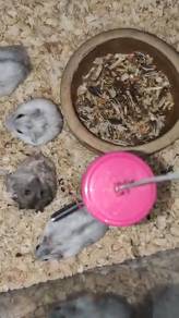hamster 