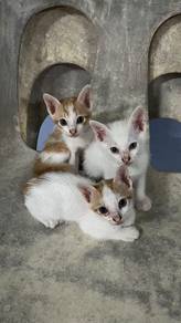 kittens oyen 