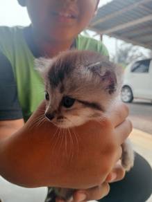 Kacukan ORI BSH +TABBY