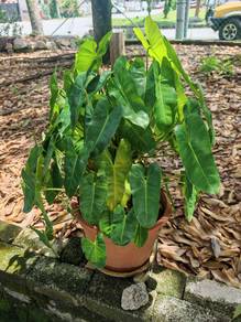 Real Philodendron burle-marxii plant/pokok hiasan