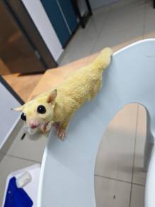 Sugar Glider baby