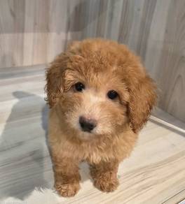 Poodle puppy for sale
