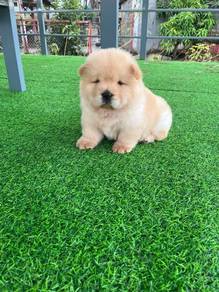 Chow Chow MKA