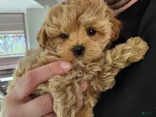 poodle 🐩 tiny&teacup 