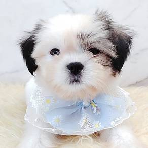 Shih Tzu