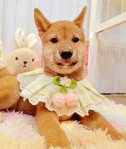 Shiba inu