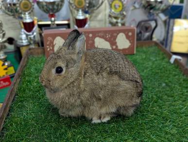 Arnab Netherland Dwarf Rabbit