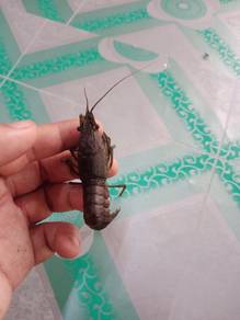 udang marble