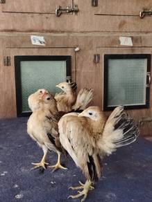 Ayam Serama 