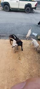 anak anjing untuk jaga kebun