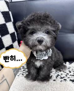 MINI POODLE PUPPIES S168🌻 Tiny Toy - Tea Cup