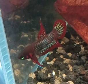 betta livida sepang