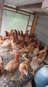ayam kampung kacuk 