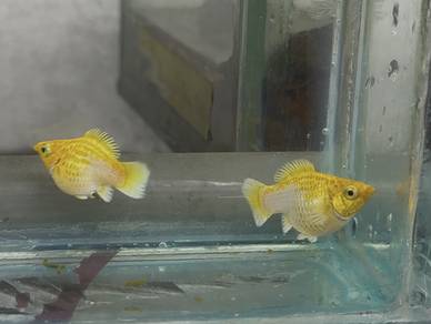 Lemonhead molly
