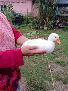 Anak itik call duck