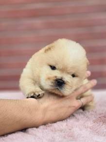 Chow Chow