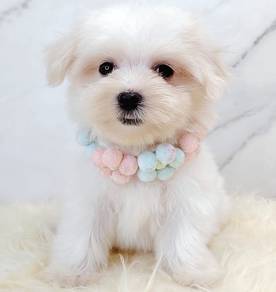 Maltese