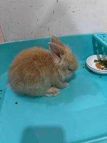 Lionhead mix holland hop 1 month baby rabbit