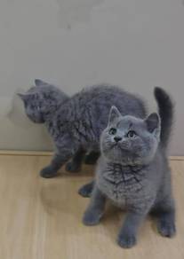 blue bsh