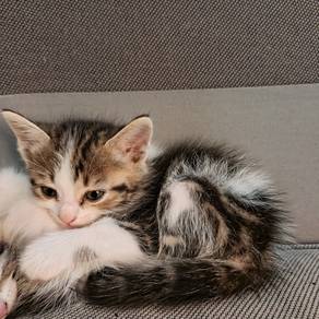 kitten for rehome