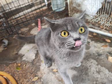bsh female 