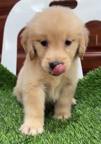 Golden Retriever 