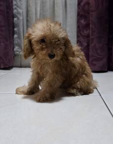 Maltipoo Puppy