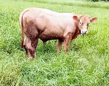 Lembu Untuk Dijual 