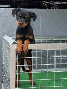 Rottweiler