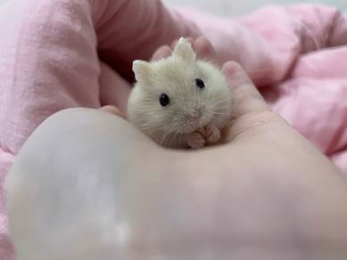winter white hamster