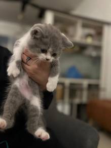 British Shorthair Kitten