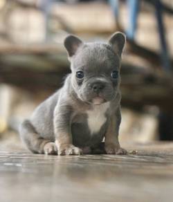 FRENCH BULLDOG PUPPIES S207🌻Cute Puppy Available