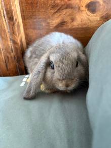 Holland Lop Female