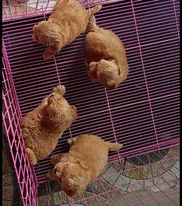 MaltiPoo Puppies (Maltese mix Poodle) 马尔泰宝宝