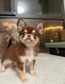 CHIhuahua