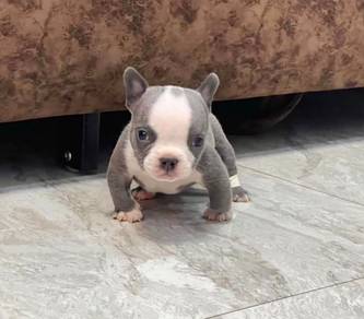 AMERICAN BULLY PUPPIES D123 🐻 Exotic - Pocket