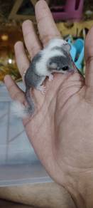 Dormouse | Tupai Mini | Micro Squirrel
