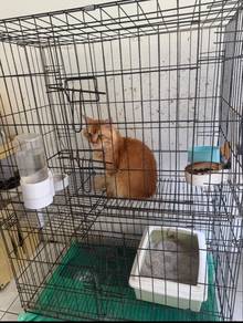 Mainecoon kacuk kampung