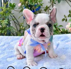 FRENCH BULLDOG PUPPIES 🌻A130 Boy-Girl