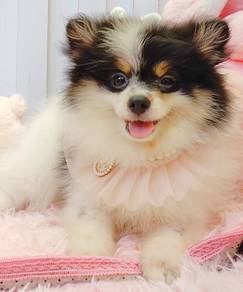 Pomeranian